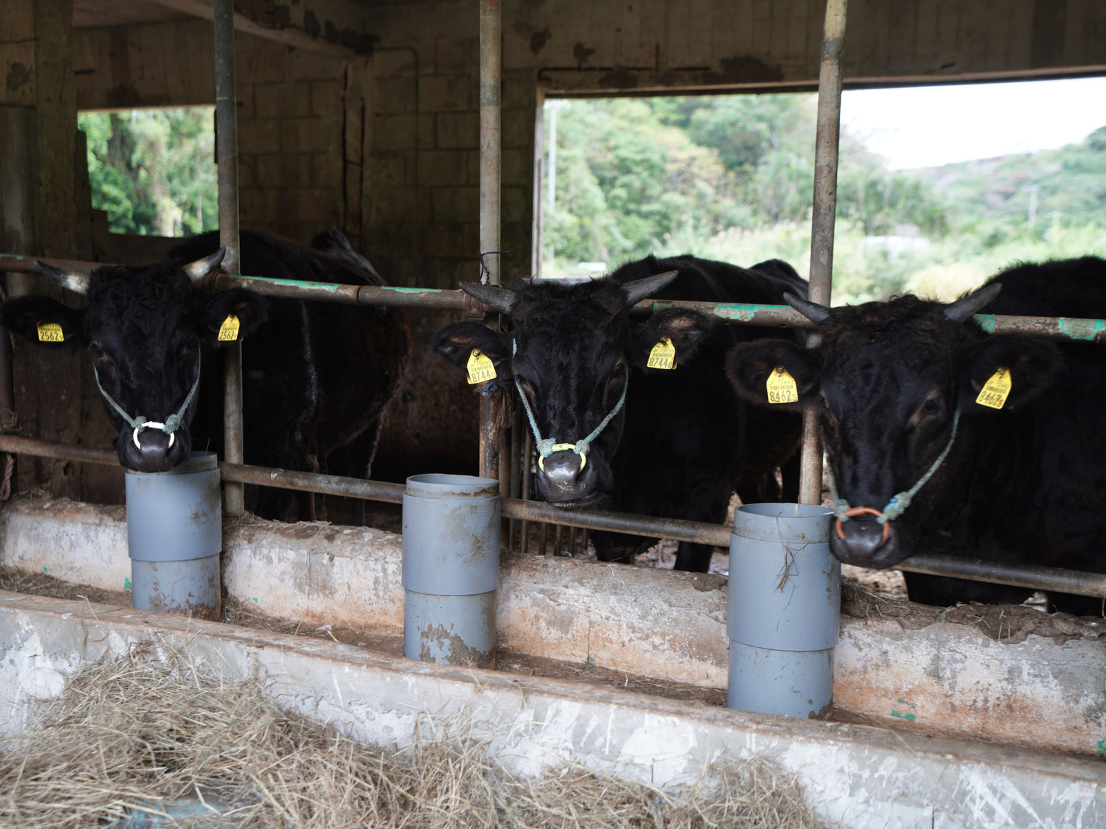 牛舎で飼料を食べる黒毛の牛